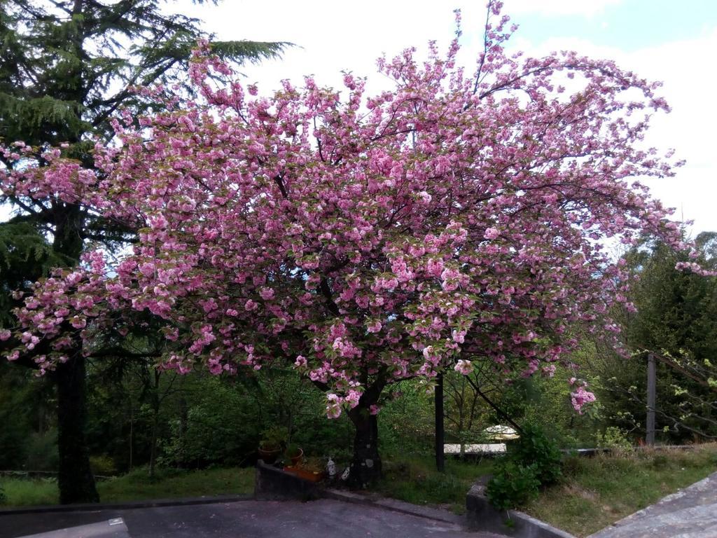 Quinta Das Leiras Santo Tirso Exteriör bild